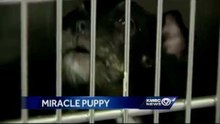 Puppy survives 4 weeks locked in car