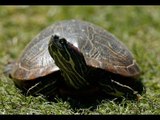 Teen injured by own bomb in plan to explode turtles