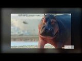 Hippo swallows human: Paul Templer survives attack by hippo