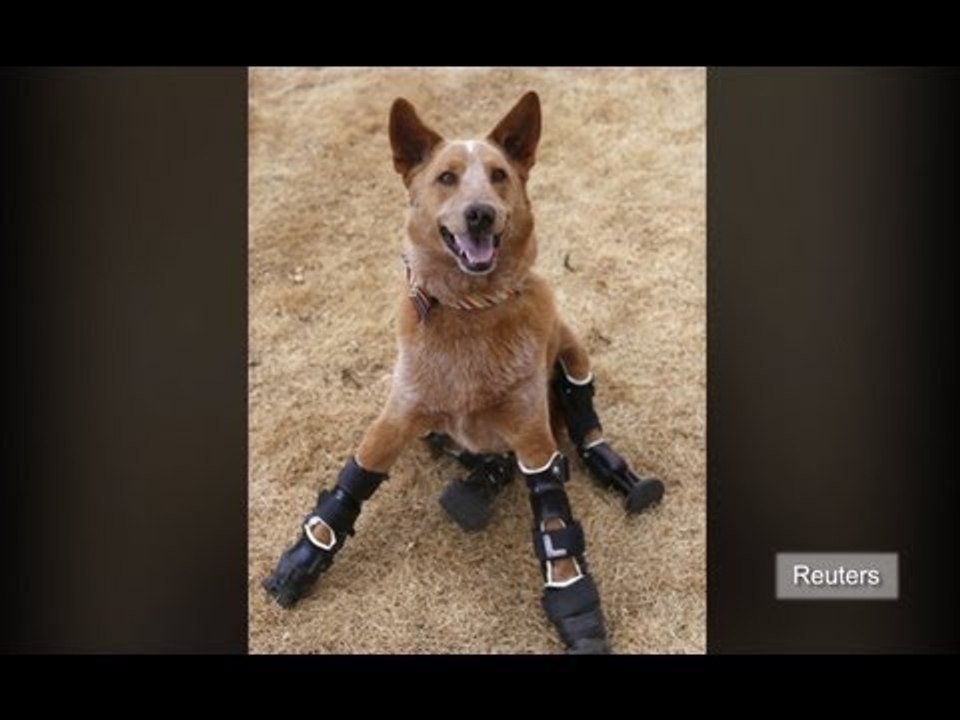 Naki'o the disabled dog gets prosthetic legs in world first
