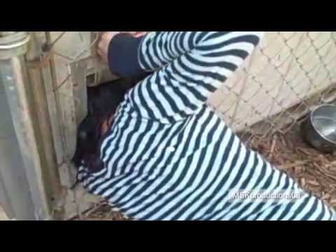 Naked woman arrested in doggie door fail