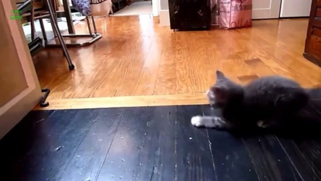 CHAT qui glisse sur le sol - Compilation d'animaux mignons!
