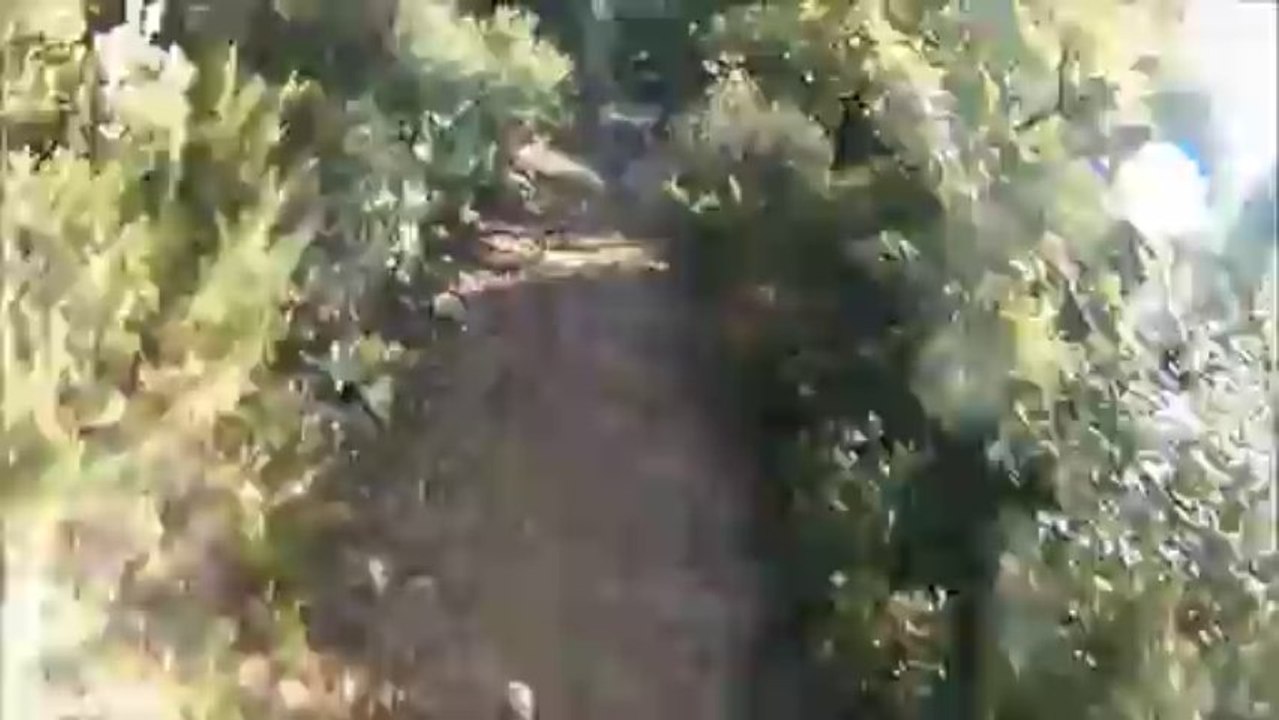 pichauris 3 tchoa13
