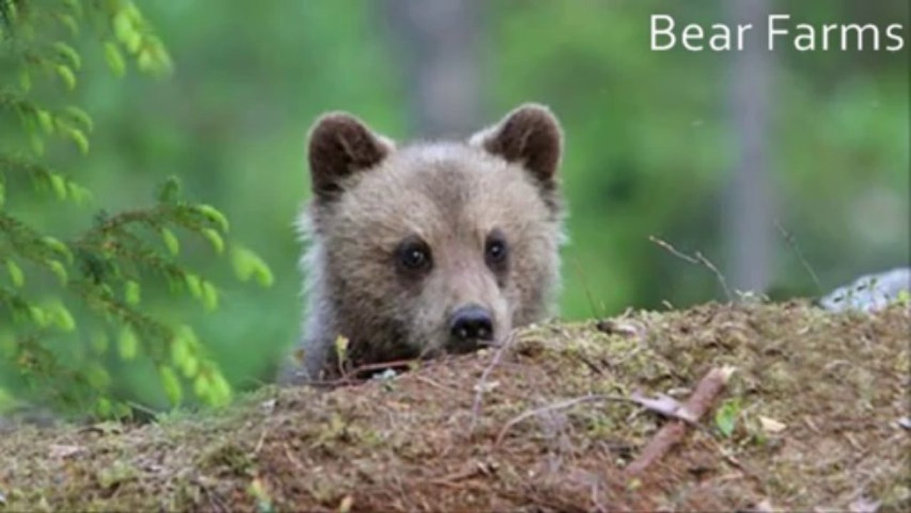 9 More Curious Facts About Bears