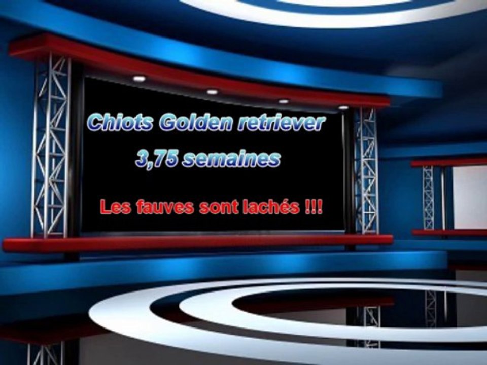 Chiots 3,75 jours