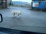 The world's most funny dog video - Funny dancing dog