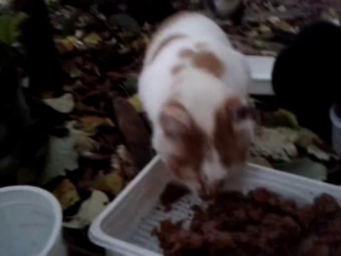 Fifille et ses Copains de la Rue. 22 Novembre 2013.