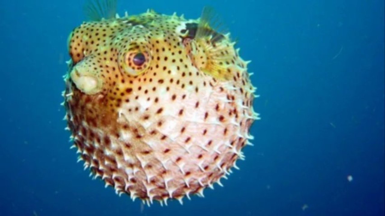 10 Extreme Animal Mating Practices