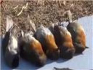 صيد الطيور لدرء الجوع في معضمية الشام