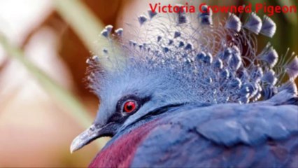 10 Lesser-Known And Incredible Largest Animals