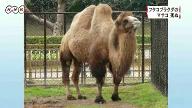 20131119熊本市動植物園のラクダが死ぬ（熊本）
