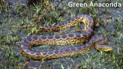 10 Terrifying Creatures Of The Amazon River