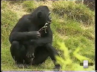 De Fidelidades e Infidelidades 1/7 La fidelidad en los animales