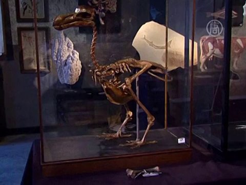 На аукцион в Британии выставили скелет динозавра