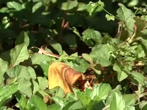 Тайфун уничтожил заповедник на Филиппинах