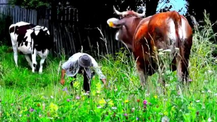 Alex de la Orastie - Cu netul la tara - Manele Noi 2013 (Videoclip HD)