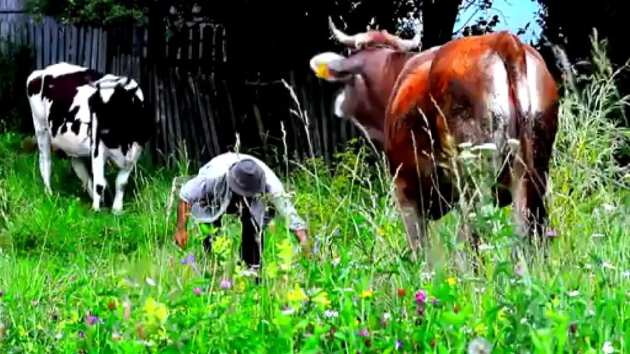 Alex de la Orastie - Cu netul la tara - Manele Noi 2013 (Videoclip HD)