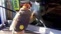 Combat de chats à travers la vitre - Compilation de CHAT