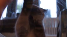 LILY CUTE KITTY GIRL PLAYING  AT WINDOWS DOORS