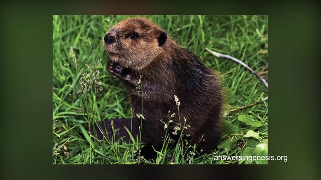 Beaver kills man on fishing trip gone wrong in Belarus