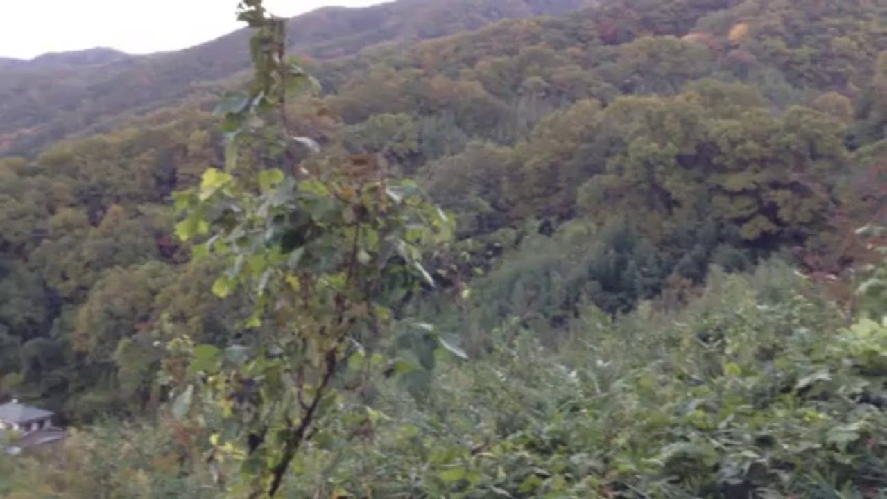 高安山ハイキング