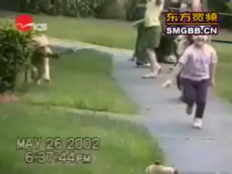 Must Watch Funny Dog [Funny-Fun-World]
