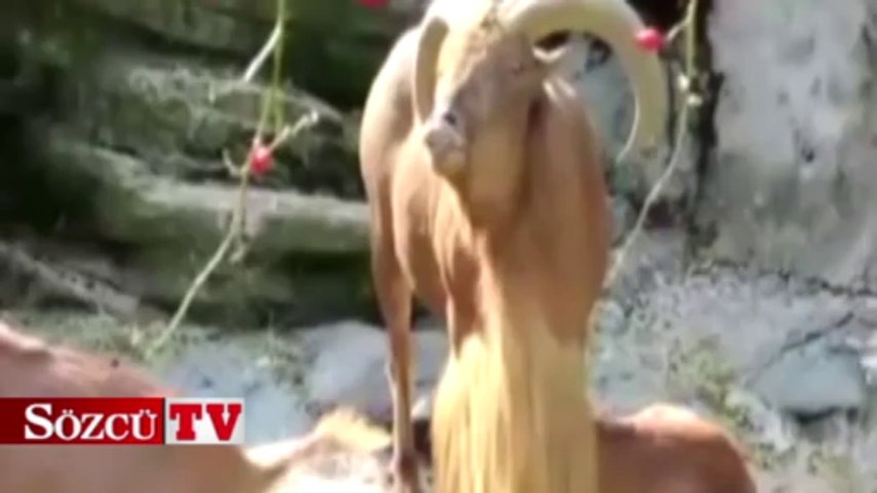 Nara atan dağ keçisi