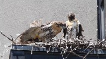 Red-tailed hawks in Cambridge, MA