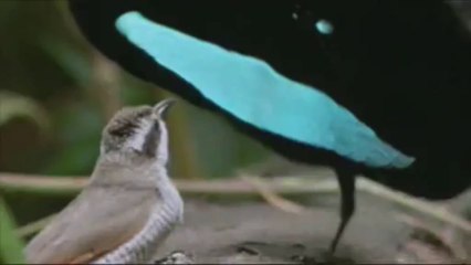 Don Jess & catsNdogs - Birdy Dance