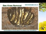 Bee Removal | Wasp Removal Melbourne by beewrangler.com.au