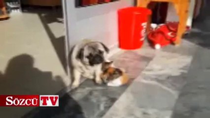 Çilek'ten dostluk dersi..