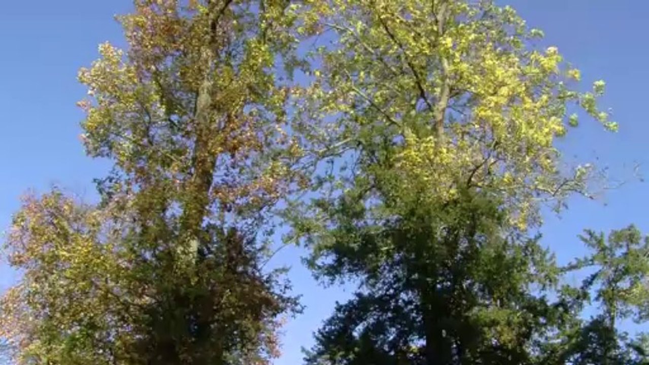chant d'automne-Beaudelaire