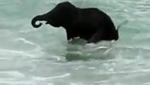 Elephant sees the ocean for the first time