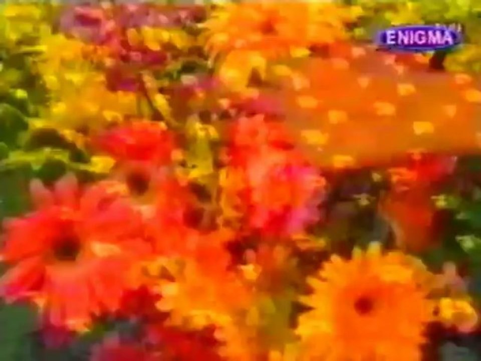 Dragana Mirkovic - Od kad sam se u tebe zaljubila