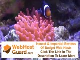 Clown Fish hosting a Rose Bubble Tip Anemone