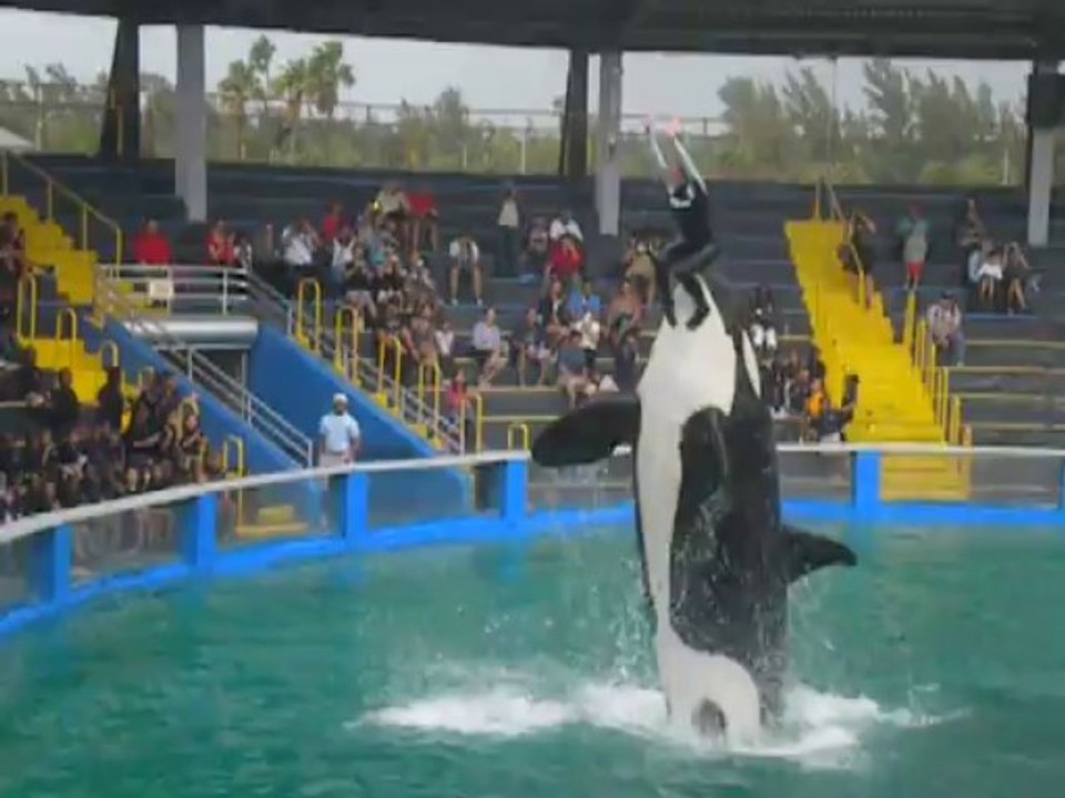 orque miami seaquarium