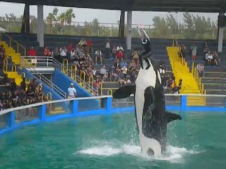 orque miami seaquarium