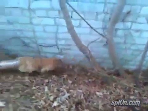 Sauvetage d'un chien coincé dans une bouteille plastique