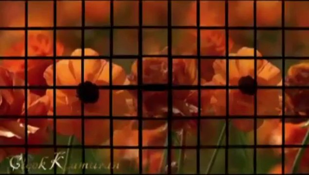 Nilüfer - Bir Garip Yolcuyum