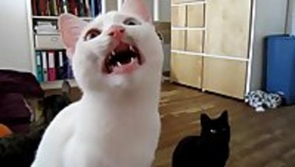 Alien Cat Uses Morse Code to Communicate: A Strange Encounter 🐱