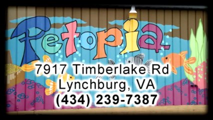 Puppies For Sale In Charlottesville VA-Petopia in Lynchburg