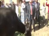 محافظ الأقصر ونائب وزير الزراعة يشهدان حفل تسليم مشروعات الانتاج الحيواني