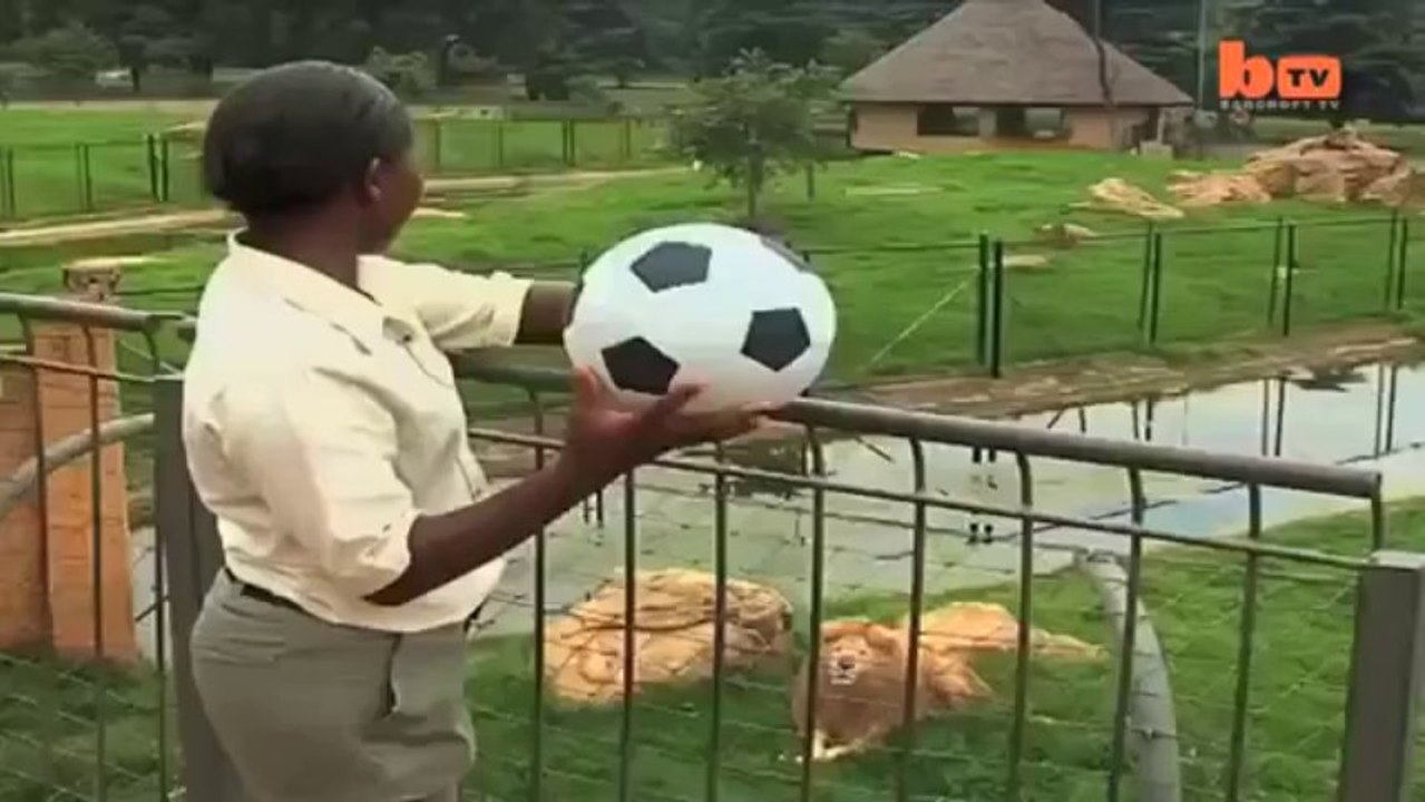 The Lion That Plays Football