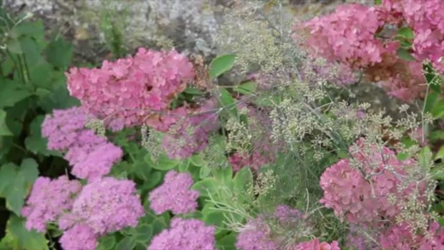 La gestion différenciée des espaces verts