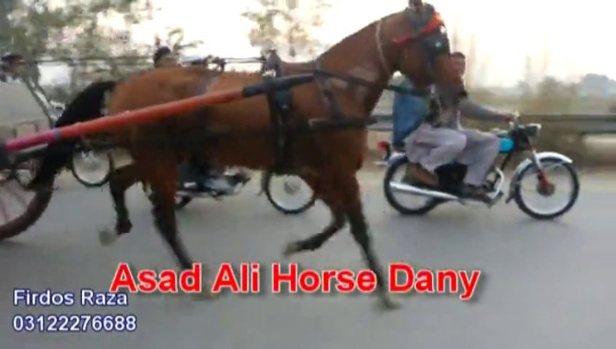 asad ali horse dany jumma try 22-11-13