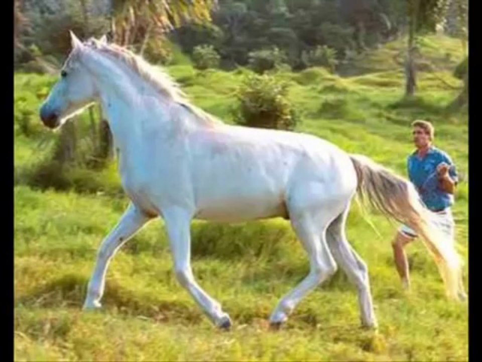 yüksel özkasapbeyaz atlı Dailymotion Video