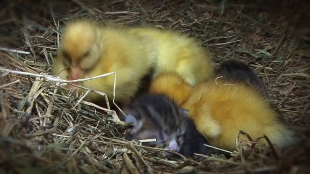 Une chatte adopte 3 bébés canards