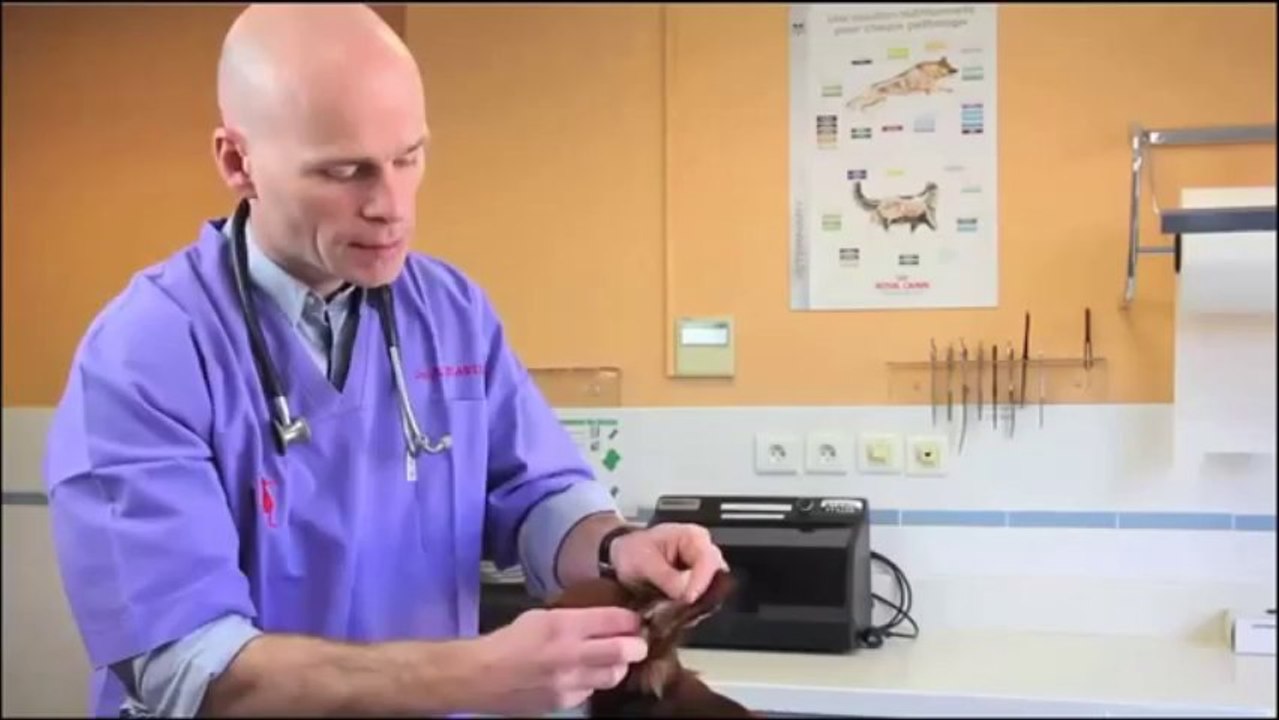 Entretenir votre chien  Le nettoyer --VERALIS--