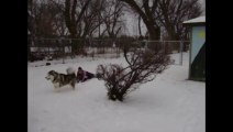 Husky Tackles guy in the snow! Violent