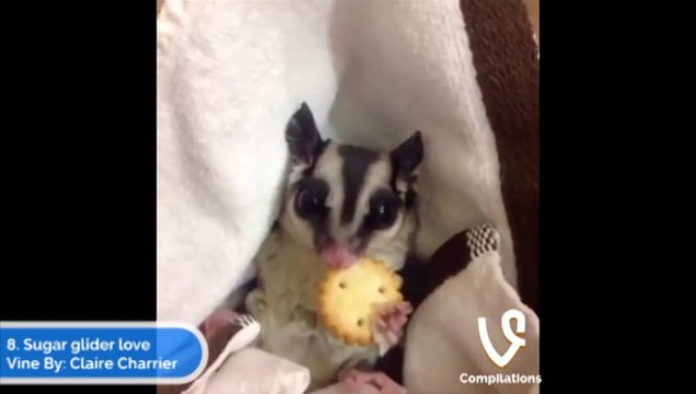 Best Vines video! VINES COMPILATION - Fails, crazy things, dumb teens... FUN